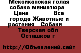 Мексиканская голая собака миниатюра › Цена ­ 53 000 - Все города Животные и растения » Собаки   . Тверская обл.,Осташков г.